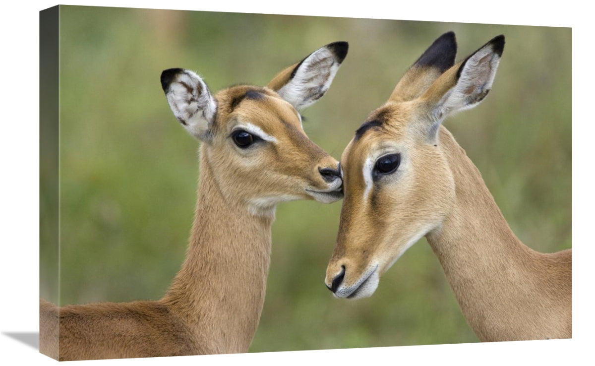 Global Gallery GCS-395827-1624-142 16 x 24 in. Impala Fawn Grooming Mo